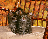 CAT 03 RK0740 02
Two Maine Coon Kittens Sitting Together On Chair Fall Background