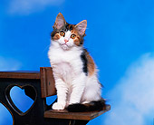 CAT 03 RK0758 02
Calico Kitten Sitting On Wooden Chair Studio