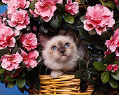 CAT 03 RK0760 08
Head Shot Of Birman Blue Point Kitten Sitting In Basket Of Pink Flowers