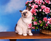 CAT 03 RK0761 01
Birman Blue Point Kitten Sitting On Table Next To Basket Of Pink Flowers
