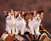 CAT 03 RK0766 03
Calico Kittens Sitting On Quilt