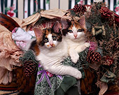 CAT 03 RK0777 07
Two Calico Kittens Sitting In Basket Facing Camera