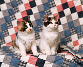 CAT 03 RK0778 03
Two Calico Kittens Sitting Together On Diamond Quilt
