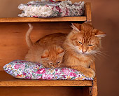CAT 03 RK0780 02
Orange Tabby With Kitten On Pillow On Shelf