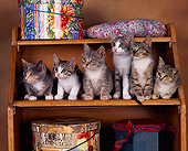 CAT 03 RK0781 08
Group Of Kittens Sitting On Shelf