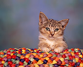 CAT 03 RK0787 02
Humorous Head Shot Of Kitten