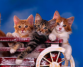 CAT 03 RK0793 02
Three Kittens Sitting In Red Wagon Blue Sky