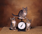 CAT 03 RK0806 01
Three Kittens Sitting On And Around Scale Brown Mottled Background