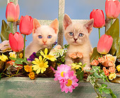 CAT 03 RK0842 05
Kittens Sitting Together In Planter Box With Flowers Studio