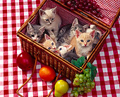 CAT 03 RK0844 21
Group Of Kittens Sitting In Picnic Basket With Fruit