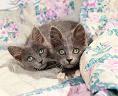 CAT 03 RK0845 03
Two Gray Kittens Laying On Floral Blanket