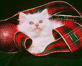 CAT 03 RK0854 01
Himalayan Kitten Laying By Christmas Decorations Studio