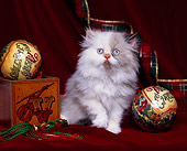 CAT 03 RK0857 02
Calico Persian Sitting By Christmas Decorations