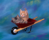 CAT 03 RK0867 04
Gray And Orange Kitten Sitting Together In Red Wheelbarrow