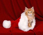 CAT 03 RK0874 01
Maine Coon Kitten Sitting Peeking Out Of Santa Hat On Red Velvet