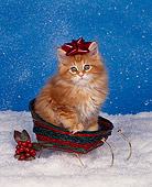 CAT 03 RK0877 01
Orane Maine Coon Kitten Sitting In Sleigh Wearing Red Bow On Head By Misletoe
