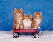 CAT 03 RK0879 03
Three Orange Maine Coon Kittens Sitting In Red Wagon On Snow Facing Camera