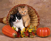 CAT 03 RK0880 03
Orange And Black And White Kittens Laying In Basket Horn With Pumpkins