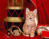 CAT 03 RK0885 15
Orange Kitten Sitting By Christmas Decorations On Red Velvet