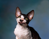 CAT 03 RK0897 01
Head Shot Of Black And White Cornish Rex Kitten Facing Camera Green Mottled Background