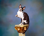 CAT 03 RK0898 04
Cornish Rex Kitten Sitting On Pedestal Mottled Background