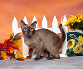 CAT 03 RK0903 04
Champange Burmese Kitten Standing By White Fence And Flowers Studio