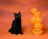 CAT 03 RK0911 05
Black American Shorthair Sitting Next To Pumpkins Heads Orange Background