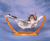 CAT 03 RK0950 03
Maine Coon Kitten Laying In Hammock Blue Background