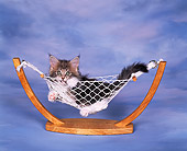 CAT 03 RK0950 09
Maine Coon Kitten Laying In Hammock Blue Background