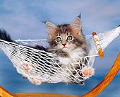 CAT 03 RK0950 15
Maine Coon Kitten Laying In Hammock Blue Background
