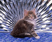 CAT 03 RK0953 03
Maine Coon Kitten Sitting In Front Of Silver Fan