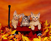 CAT 03 RK0956 03
Three Kittens Sitting In Red Wagon Facing Camera Fall Leaves