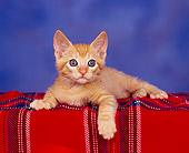 CAT 03 RK0968 02
Orange Kitten Laying And Facing Camera on Red Plaid Blanket Blue Background