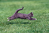 CAT 03 RK0975 09
Profile Shot Of Gray Kitten Running On Grass