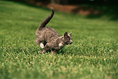 CAT 03 RK0975 21
Profile Shot Of Gray Kitten Running On Grass