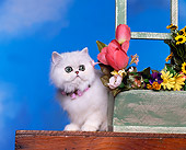CAT 03 RK0993 08
Chinchilla Silver Persian Wearing Flower Collar Standing By Flower Planter Cloudy Blue Sky