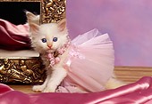 CAT 03 RK1027 03
White Kittens Wearing Tutus Sitting By Mirror