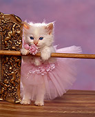 CAT 03 RK1032 03
White Kitten In Pink Tutu Leaning On Bar