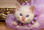 CAT 03 RK1036 05
Head Shot Of Kitten Wearing Purple Tutu