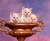 CAT 03 RK1042 08
Three White Kittens Sitting In Gold Vase Purple Mottled Background