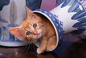 CAT 03 RK1046 04
Head Shot Of Orange Kitten Peeking Out Of Fallen Vase Facing Camera