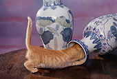 CAT 03 RK1048 02
Orange Kitten Playing Around With Fallen Vase