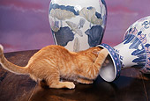 CAT 03 RK1048 03
Orange Kitten Playing Around With Fallen Vase