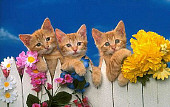 CAT 03 RK1052 07
Kittens