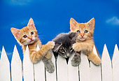 CAT 03 RK1055 09
Three Kittens Peeking Over White Fence Facing Camera Blue Sky Background