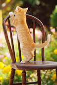 CAT 03 RK1078 06
Red Tabby And White Kitten Standing On Chair In Flower Garden