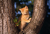 CAT 03 RK1084 03
Orange Kitten Sitting In Fork Of Tree Blue Sky