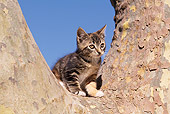 CAT 03 RK1090 05
Tabby Kitten Sitting In Fork Of Tree Blue Sky