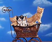 CAT 03 RK1110 03
A Group Of Kittens Sitting In Baby Carriage Facing Camera Cloudy Blue Sky