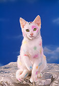 CAT 03 RK1120 06
White Kitten With Colorful Spots Blue Sky Background